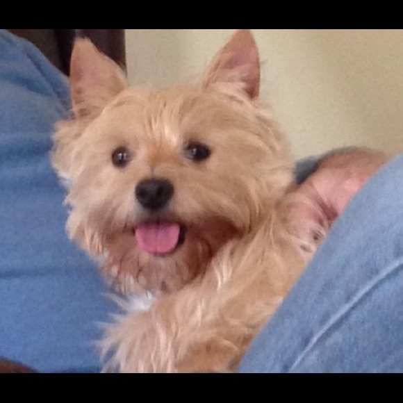 BUNDLE TAMER   ❤️🐯 - Picture 3 of 8